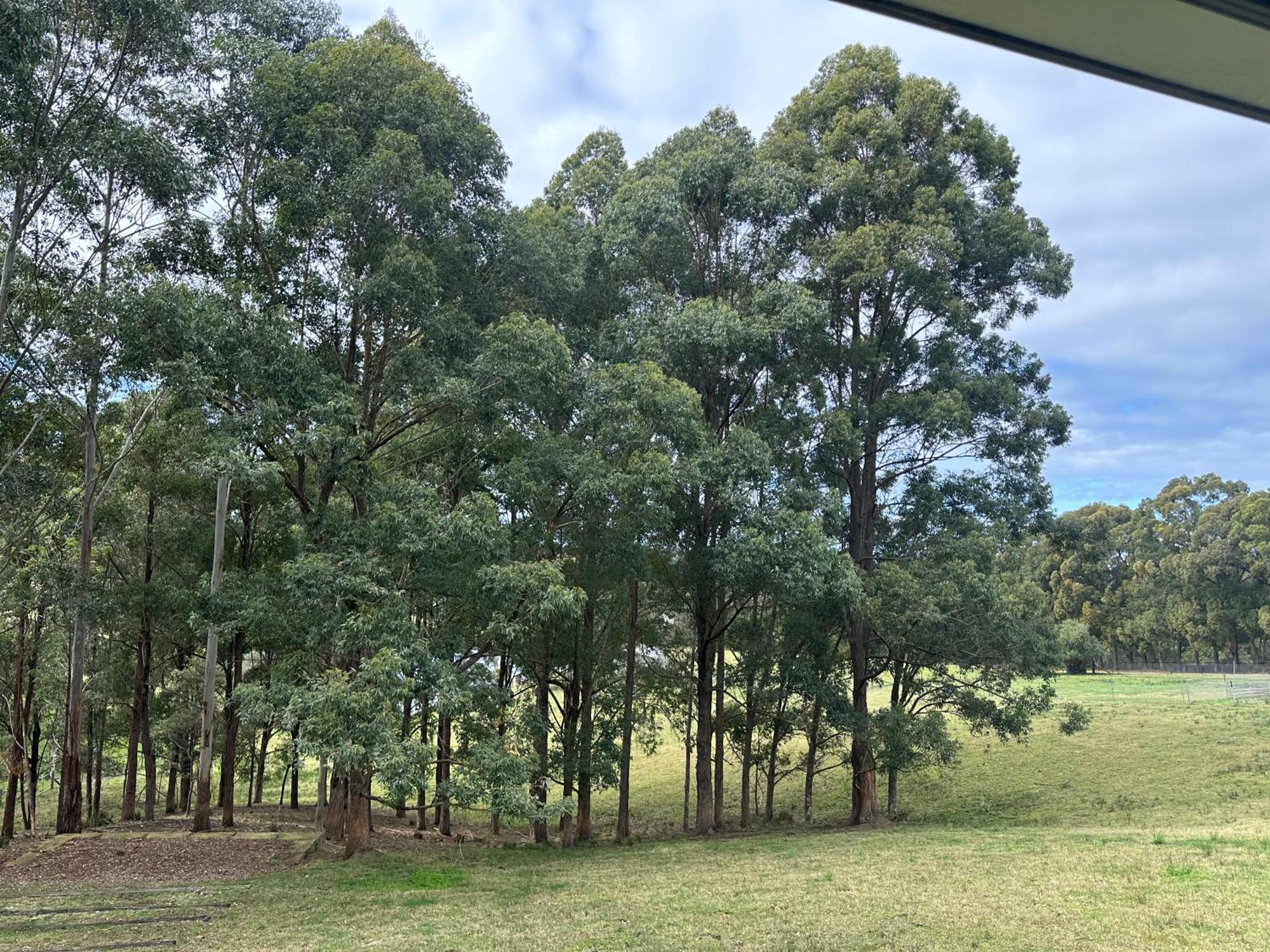 Blueberry Hills On Comleroy Farmstay - Self-Contained Cottages Kurrajong エクステリア 写真
