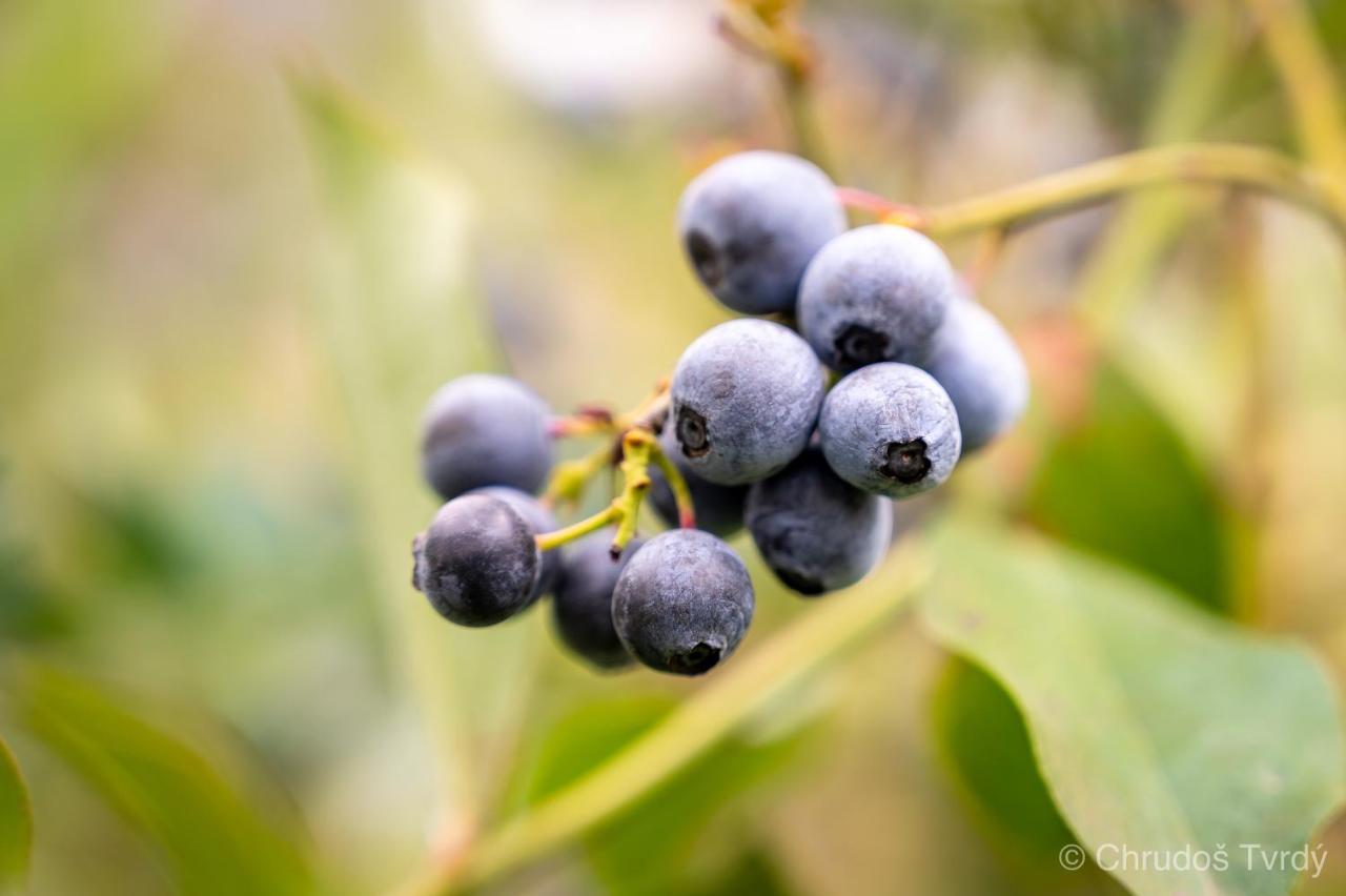 Blueberry Hills On Comleroy Farmstay - Self-Contained Cottages Kurrajong エクステリア 写真
