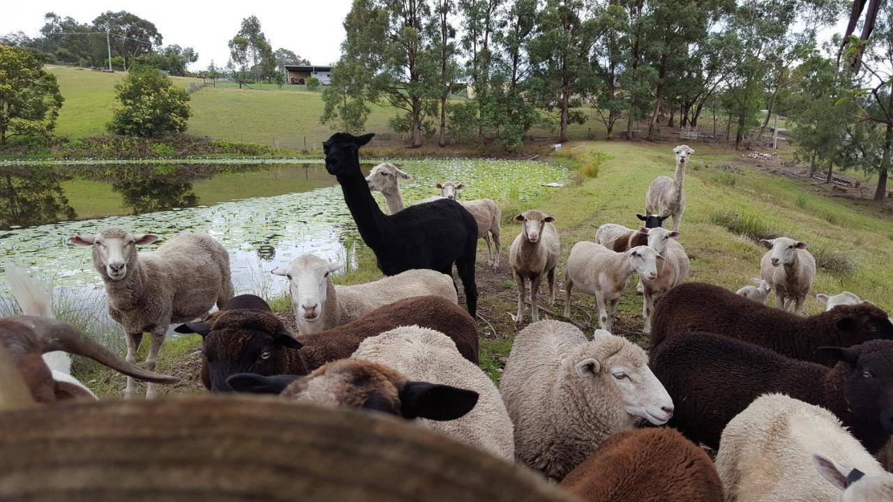 Blueberry Hills On Comleroy Farmstay - Self-Contained Cottages Kurrajong エクステリア 写真